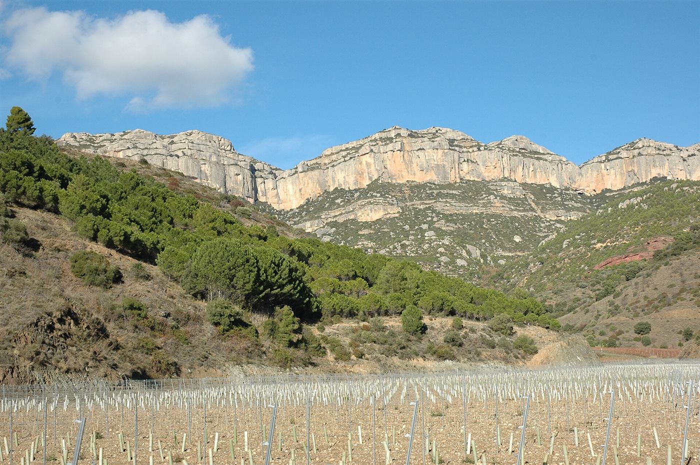 Viñas junto a la Cartoixa d'Escaladei, bajo la sierra del Montsant.