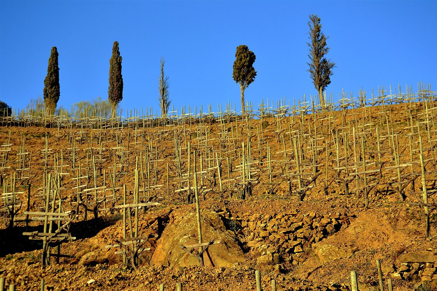 Los bancales de Gratallops