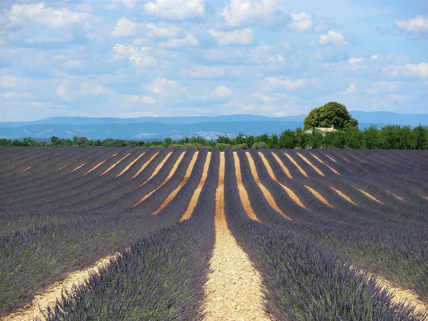 Los campos de Valensole
